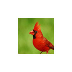 Northern cardinal handmade stud bird earrings for women stainless steel post