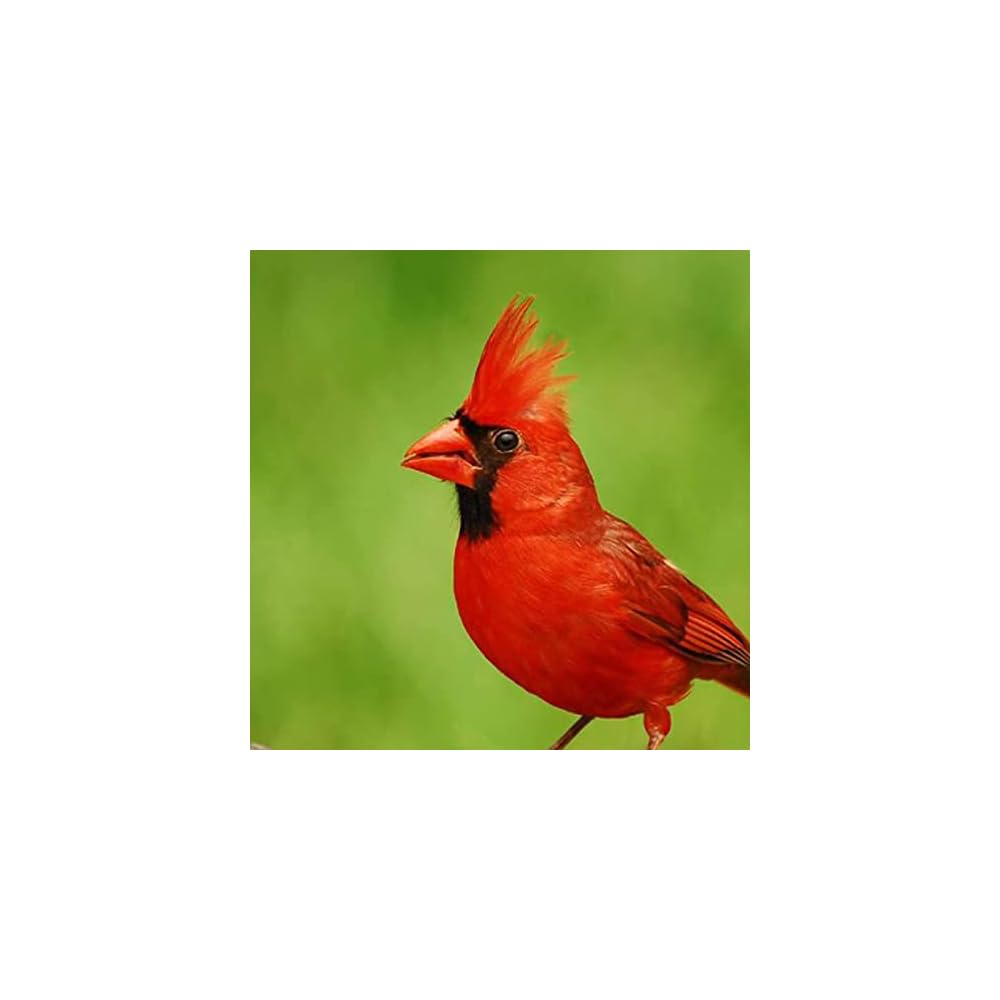 Northern cardinal handmade stud bird earrings for women stainless steel post